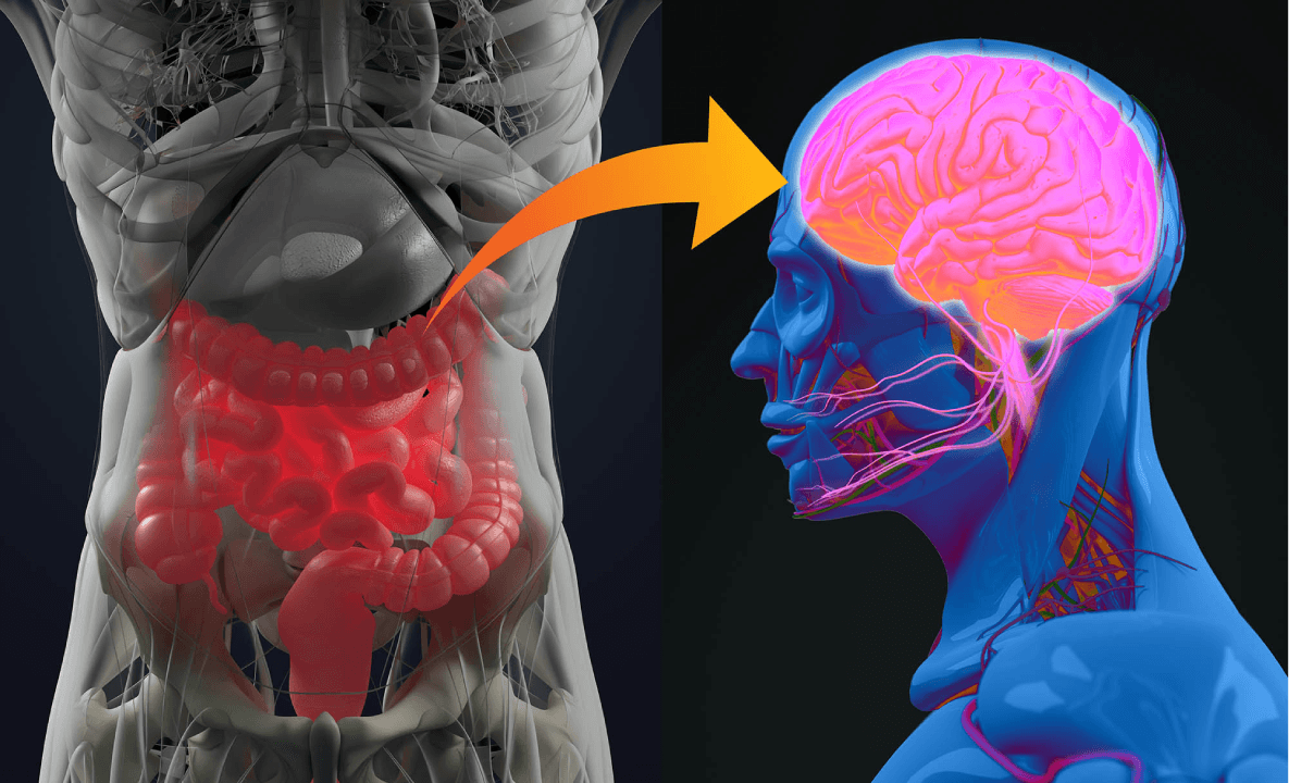 Gut-Brain Axis: How Your Stomach Shapes Your Emotions